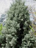 Smooth Arizona Cypress   / Cupressus arizonica var. glabra 